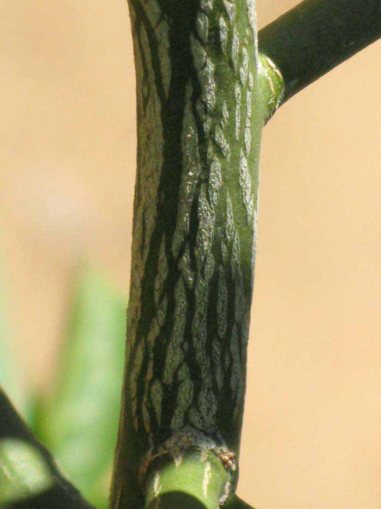                Second - third year twig (Swingle, Riverside,   CA)       